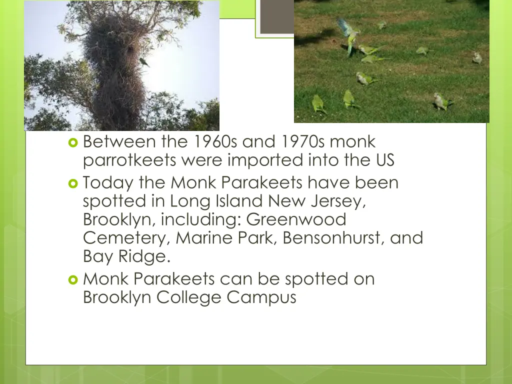 between the 1960s and 1970s monk parrotkeets were