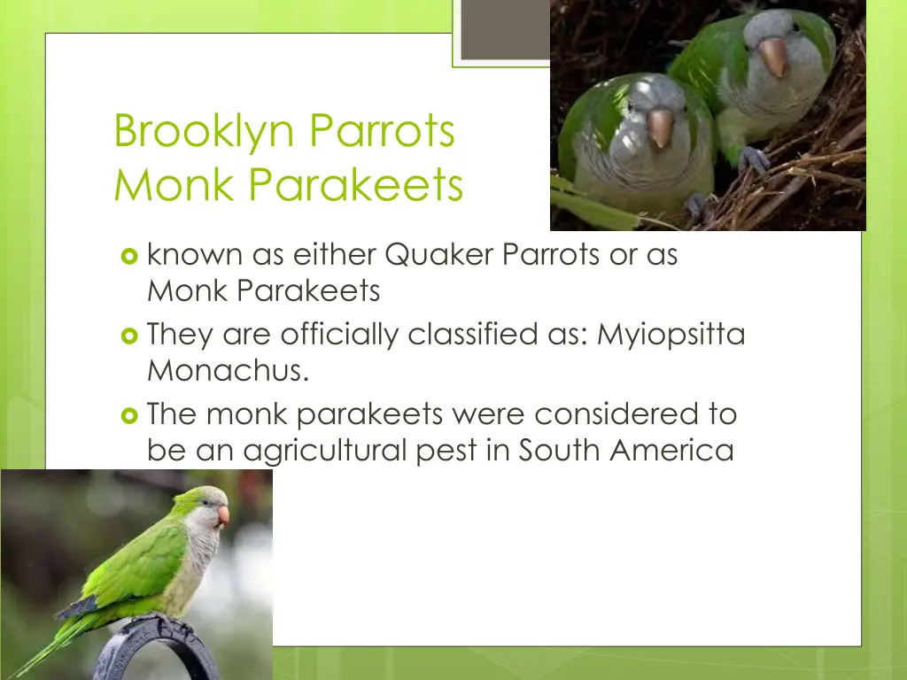 brooklyn parrots monk parakeets