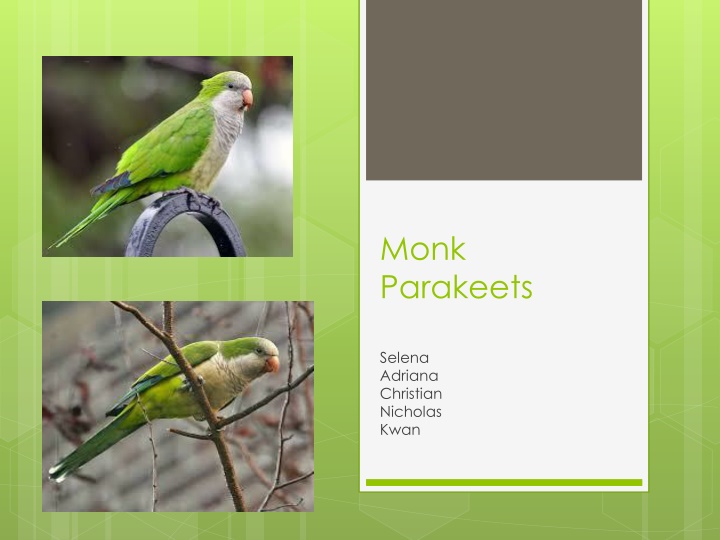 monk parakeets