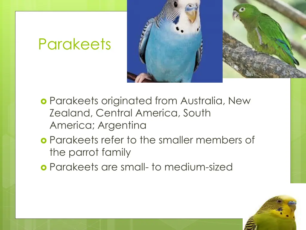 parakeets