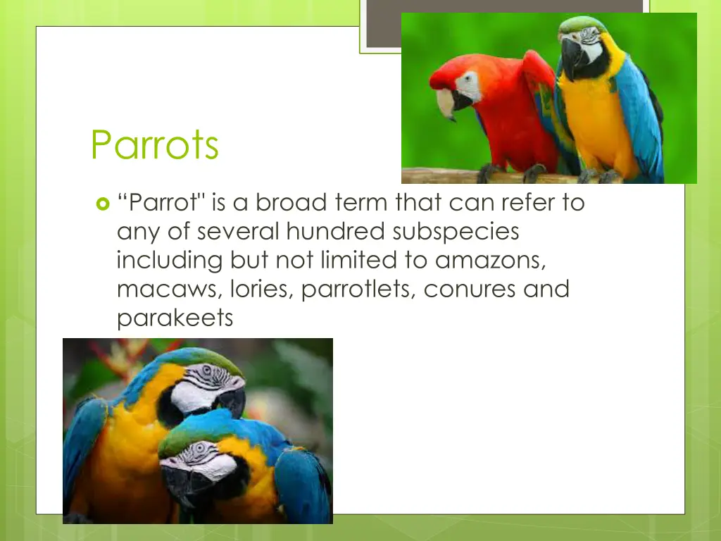 parrots