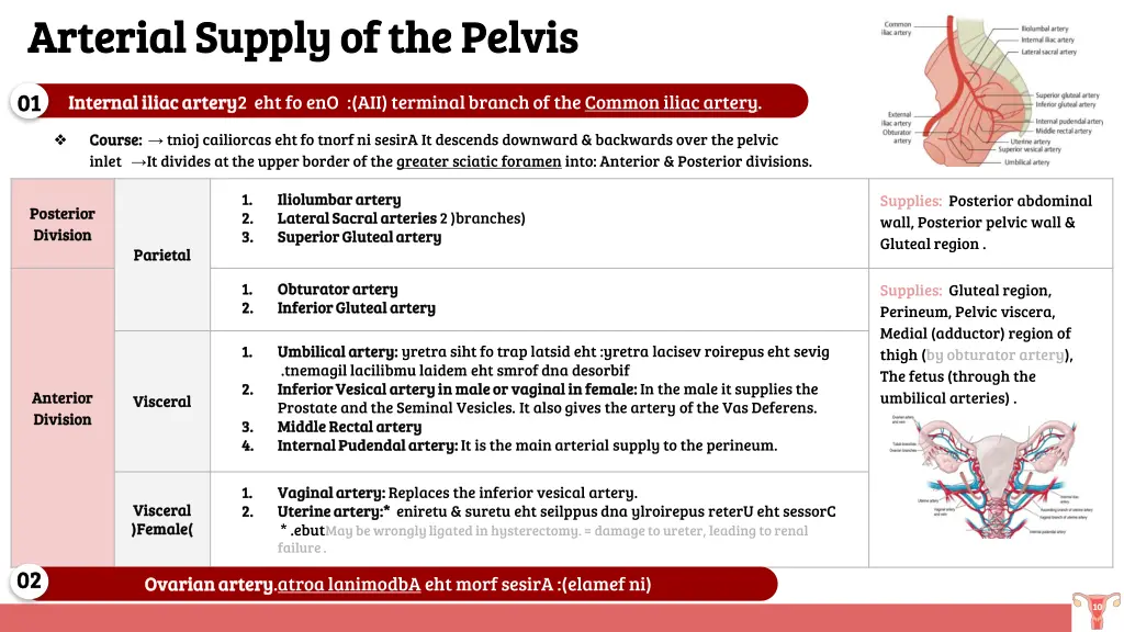 arterial supply of the pelvis arterial supply