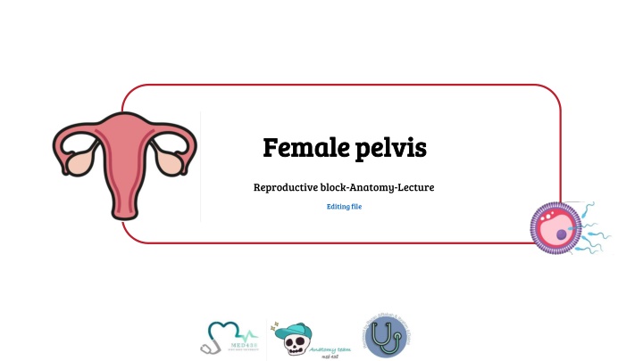 female pelvis female pelvis