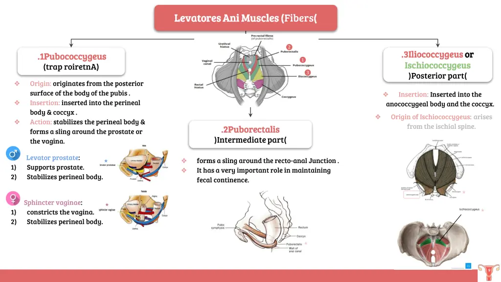 levatores ani muscles levatores ani muscles fibers