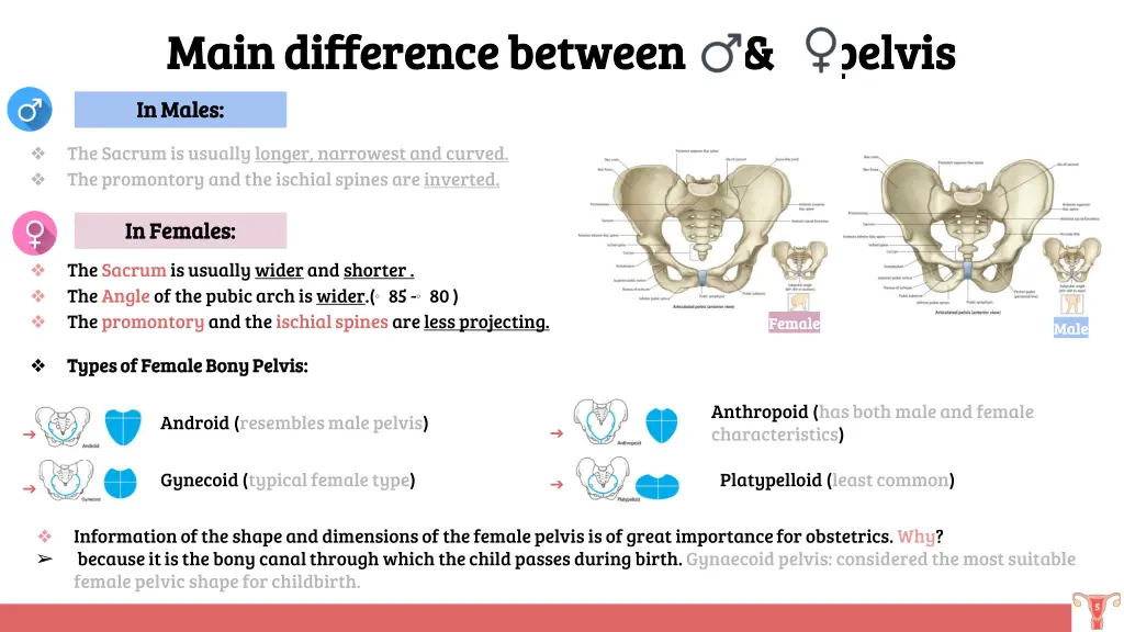 main difference between pelvis main difference