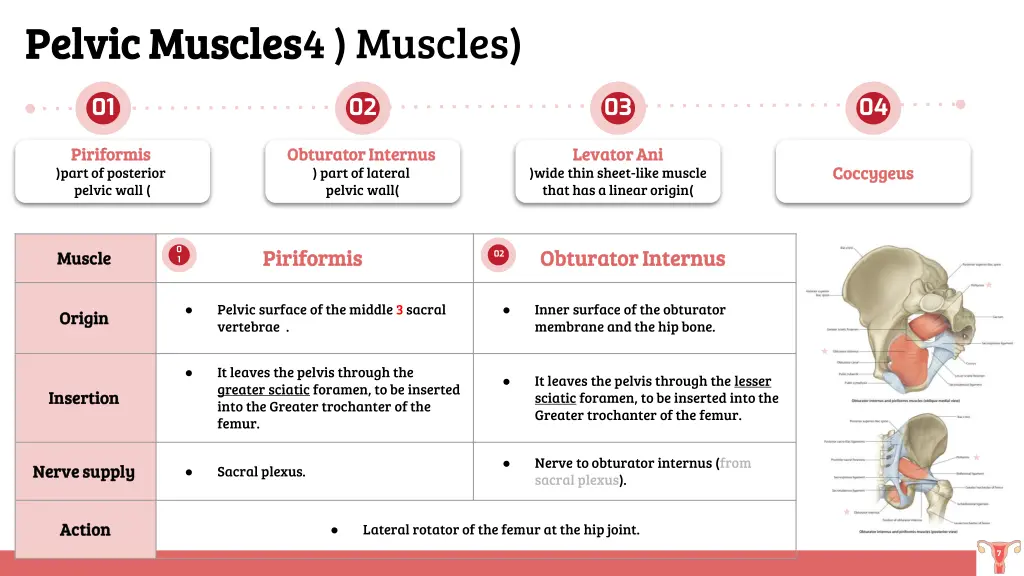 pelvic muscles pelvic muscles