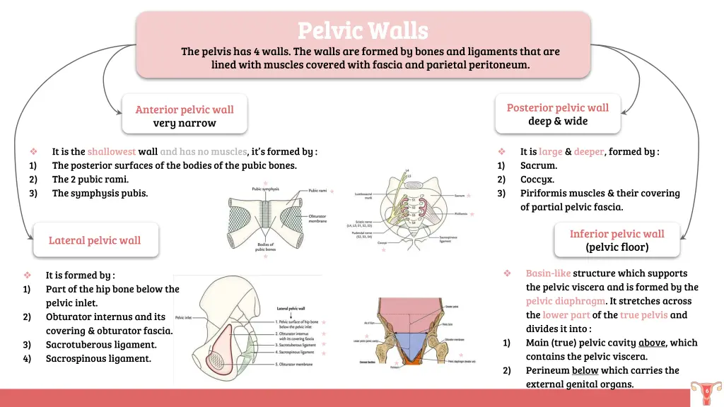 pelvic walls pelvic walls