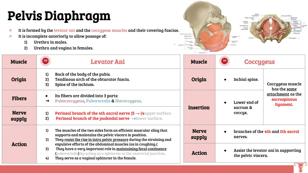 pelvis diaphragm pelvis diaphragm