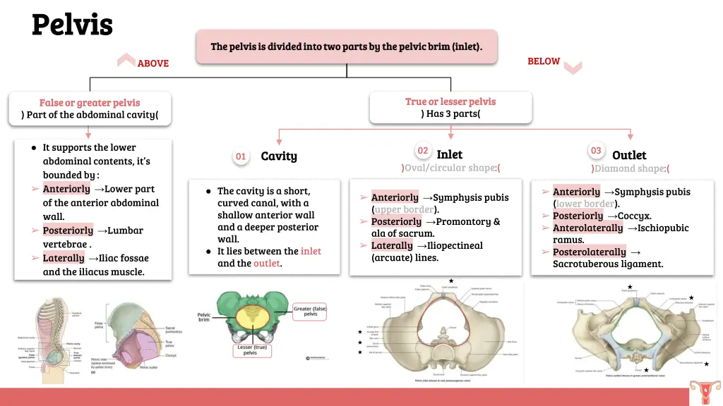 pelvis pelvis