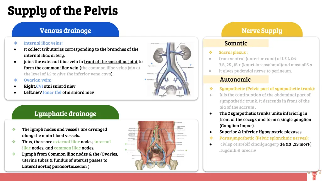 supply of the pelvis supply of the pelvis