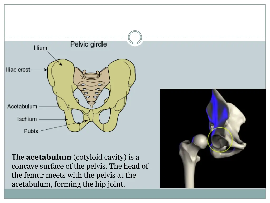 the acetabulum cotyloid cavity is a concave