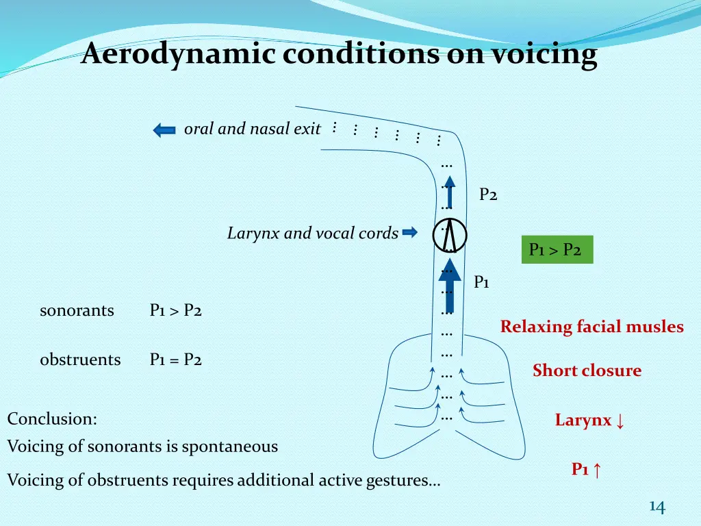 aerodynamic conditions on voicing