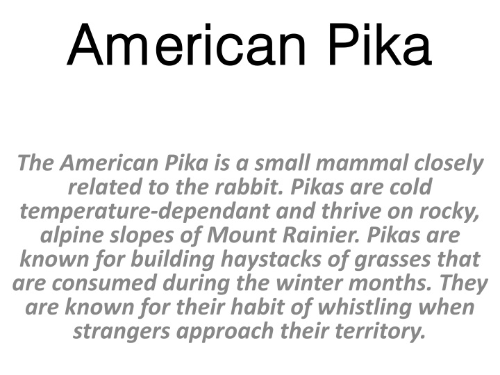 american american pika