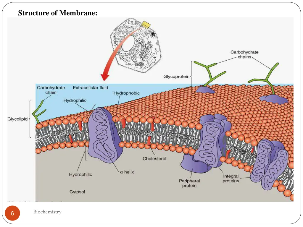 structure of membrane