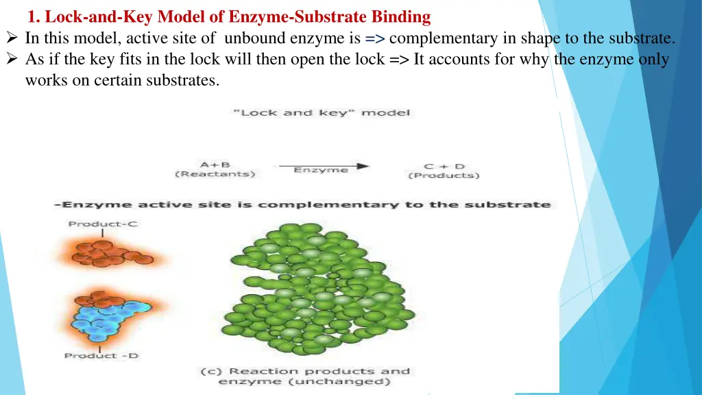 1 lock and key model of enzyme substrate binding