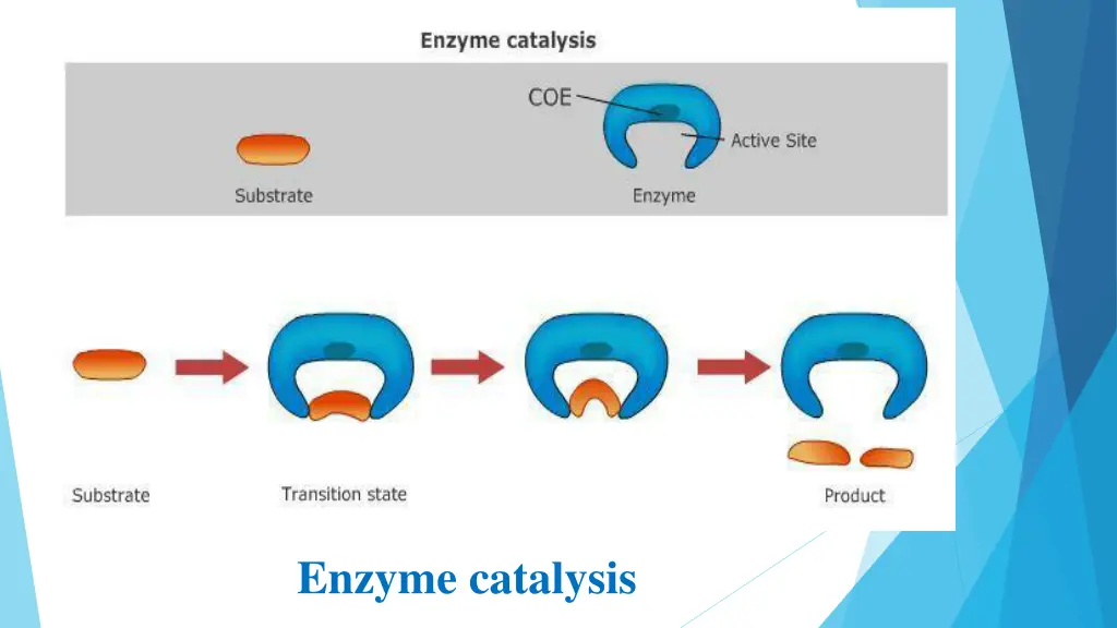 enzyme catalysis