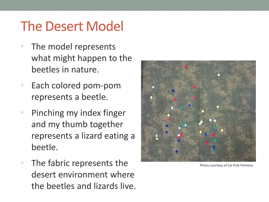 the desert model