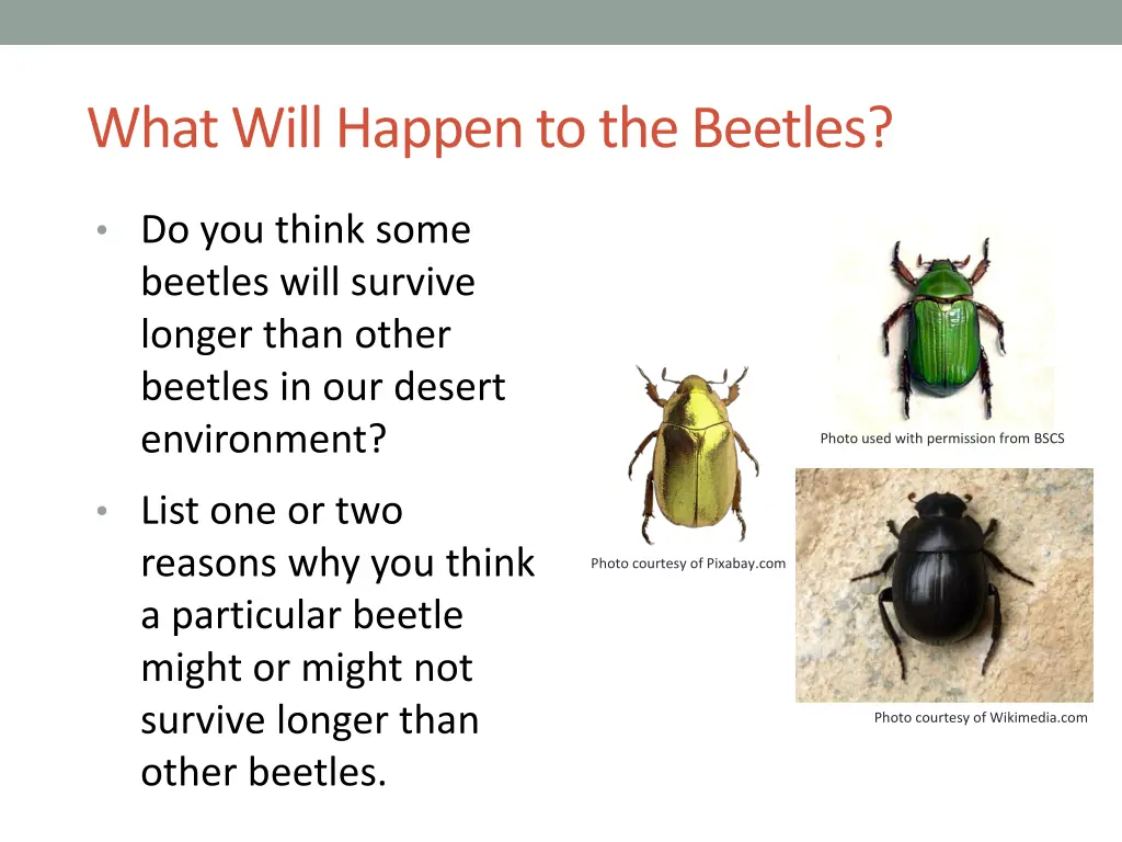 what will happen to the beetles