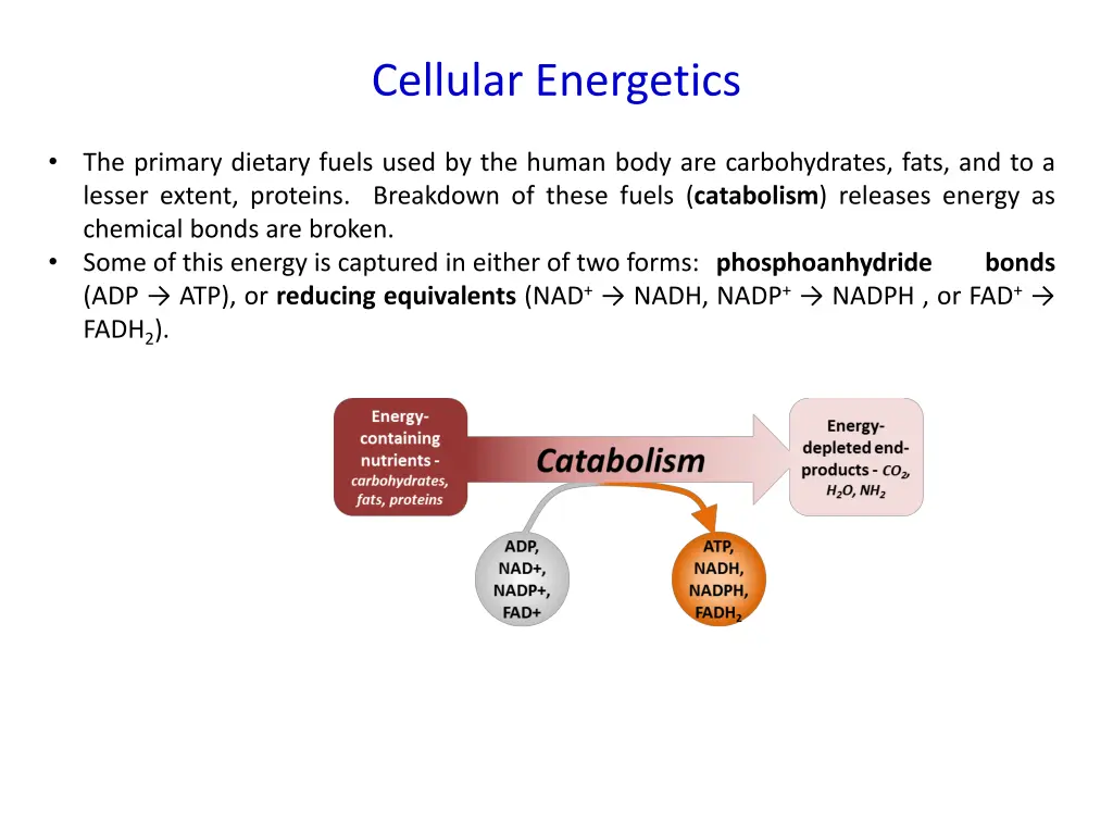 cellular energetics 1