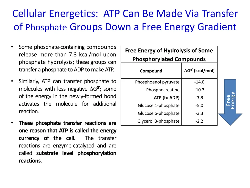 cellular energetics atp can be made via transfer