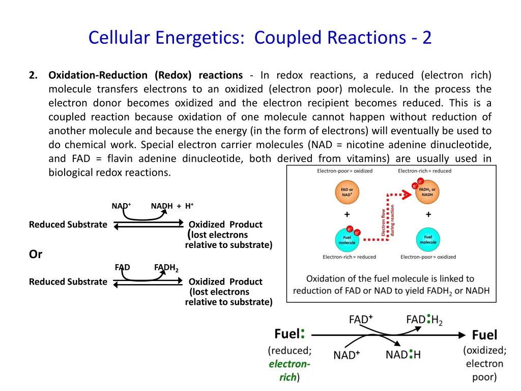 cellular energetics coupled reactions 2