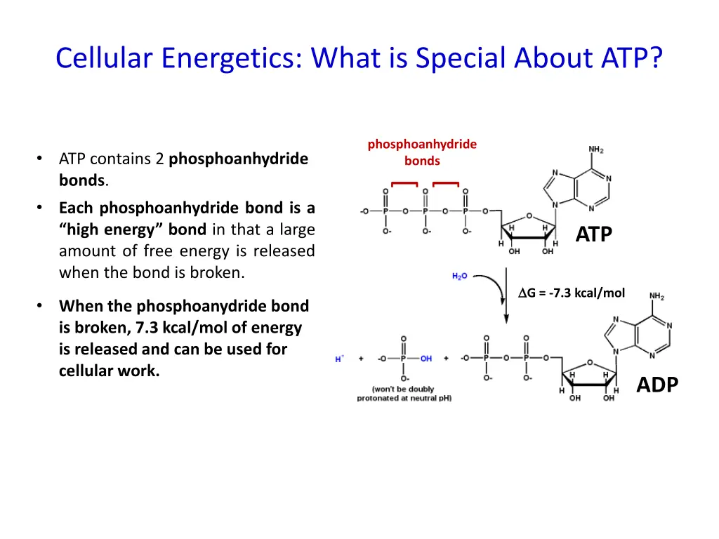 cellular energetics what is special about atp