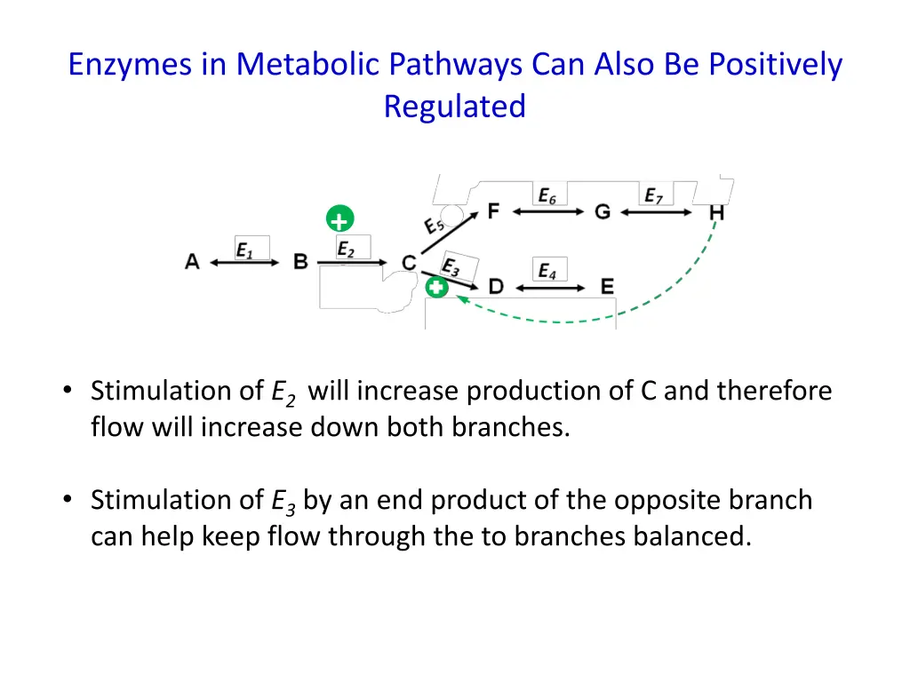 enzymes in metabolic pathways can also