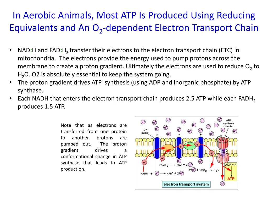 in aerobic animals most atp is produced using