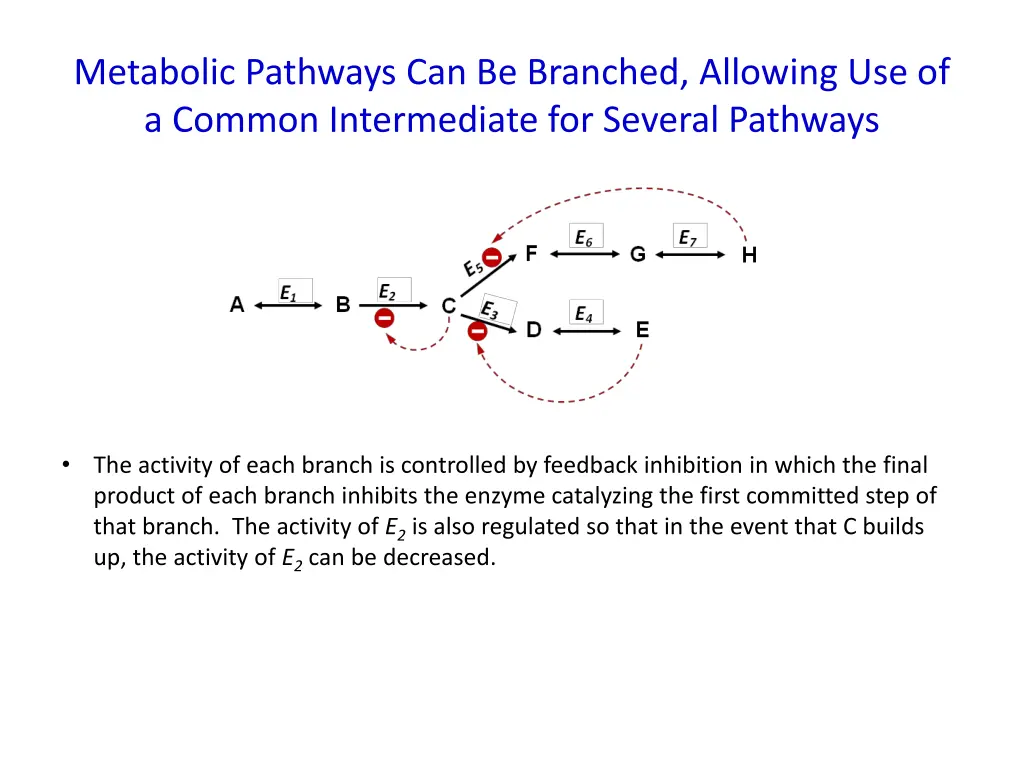 metabolic pathways can be branched allowing 1