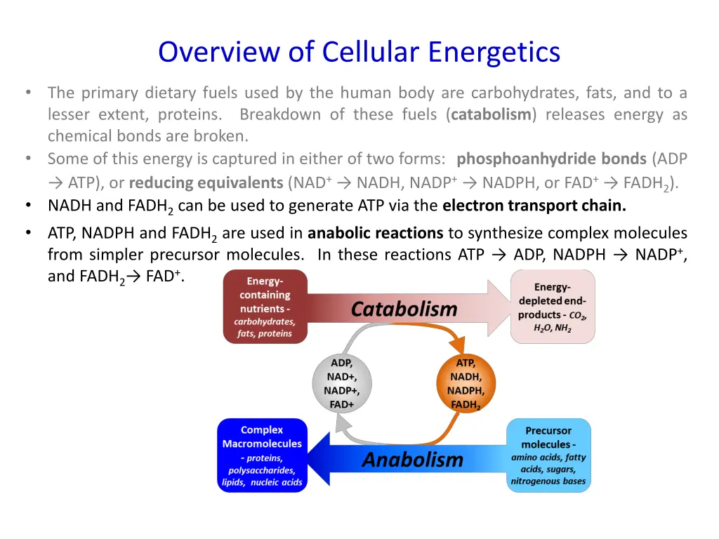 overview of cellular energetics