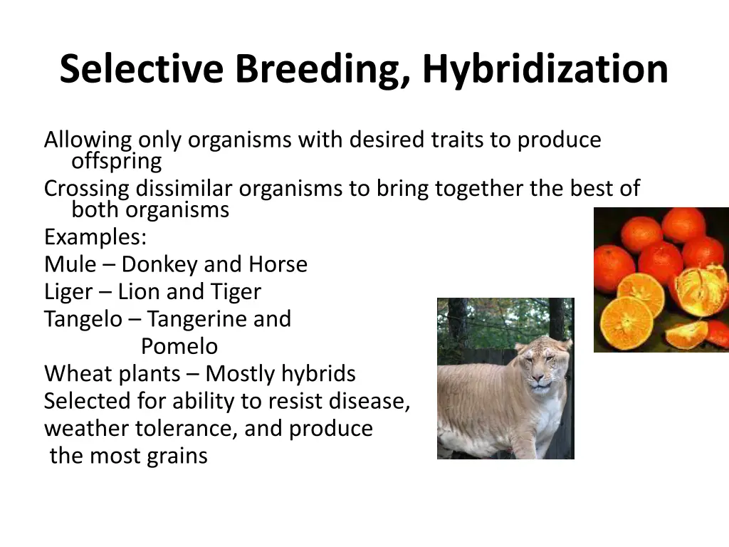 selective breeding hybridization