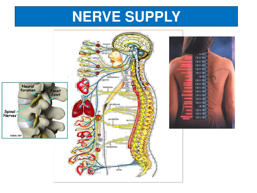 nerve supply