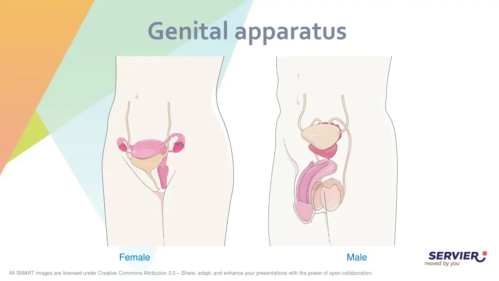 genital apparatus