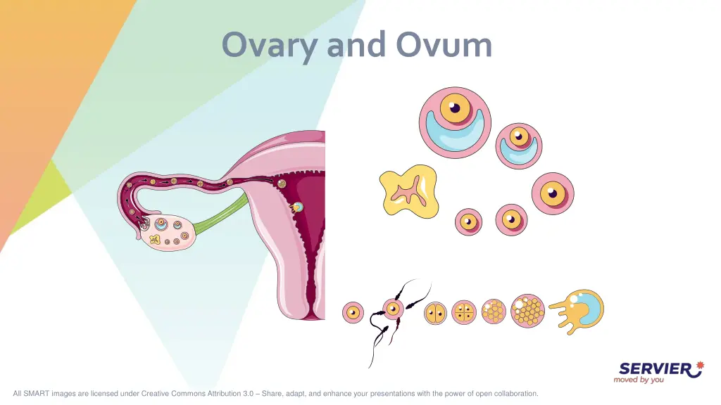 ovary and ovum