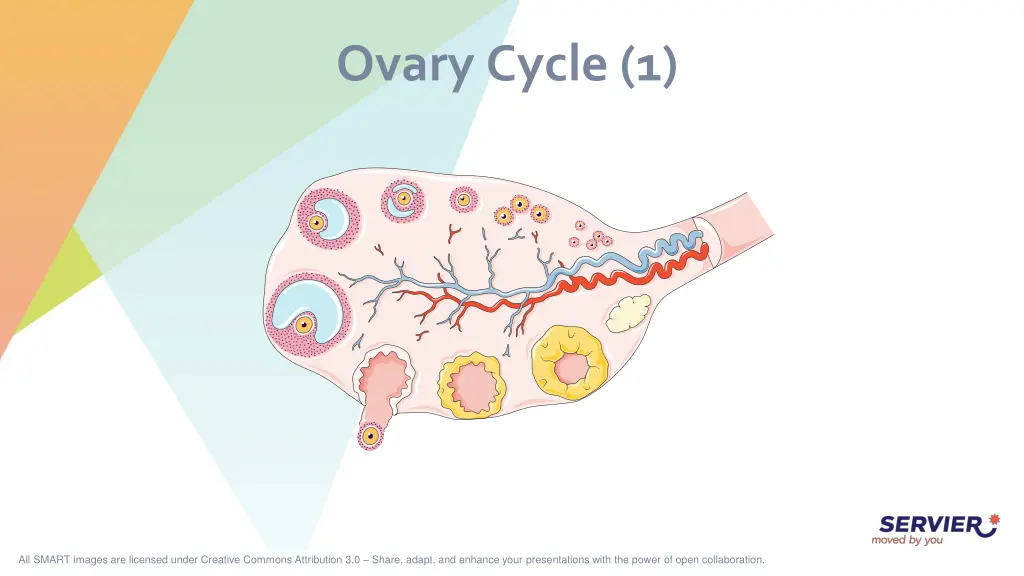 ovary cycle 1