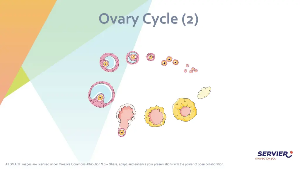 ovary cycle 2