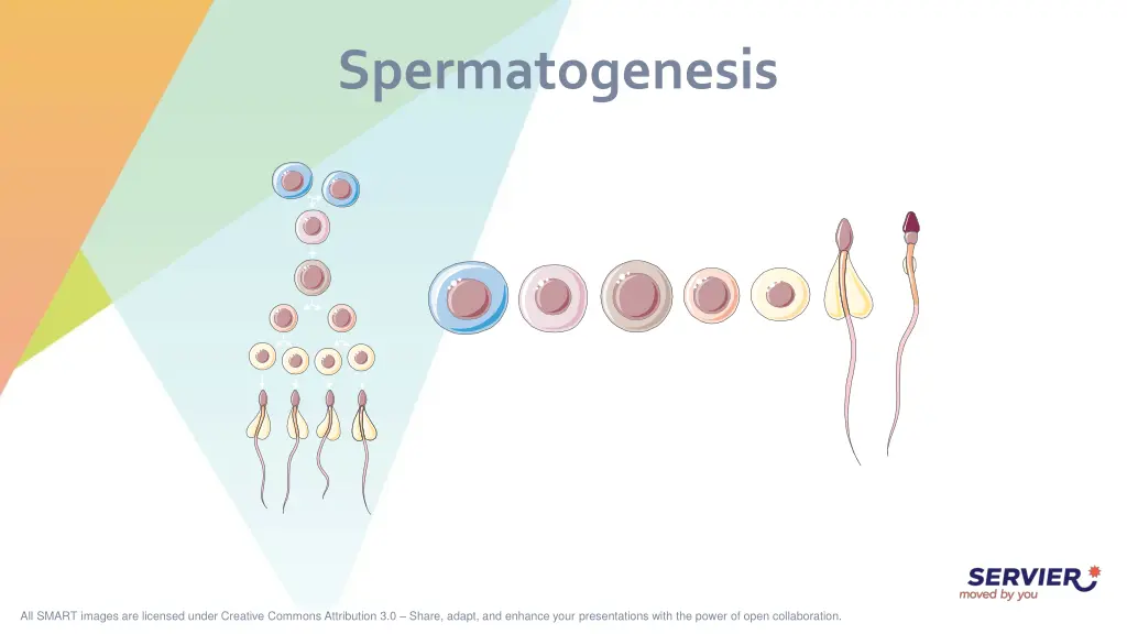 spermatogenesis