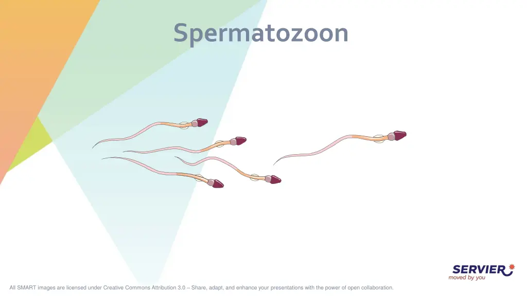 spermatozoon