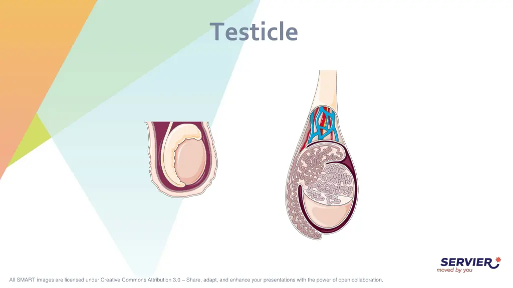 testicle