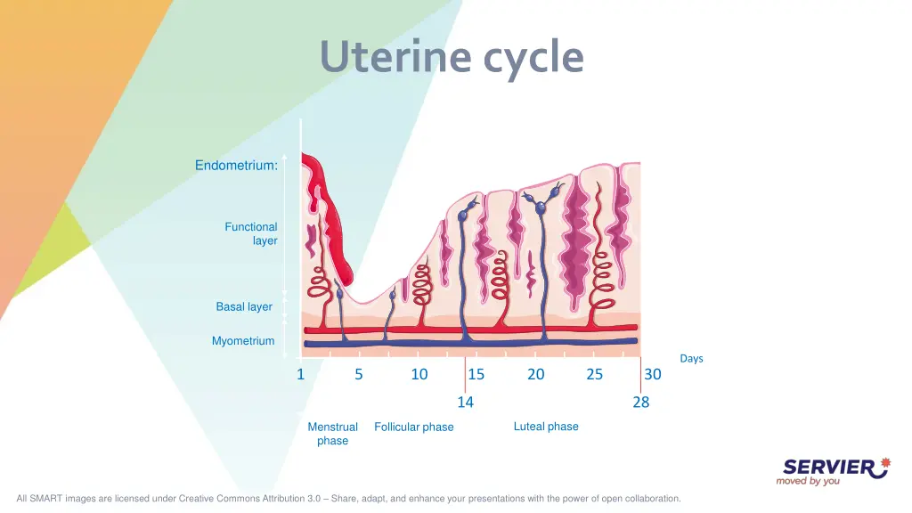 uterine cycle