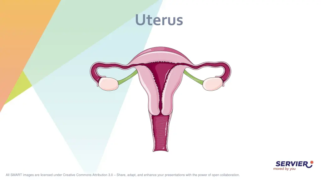 uterus