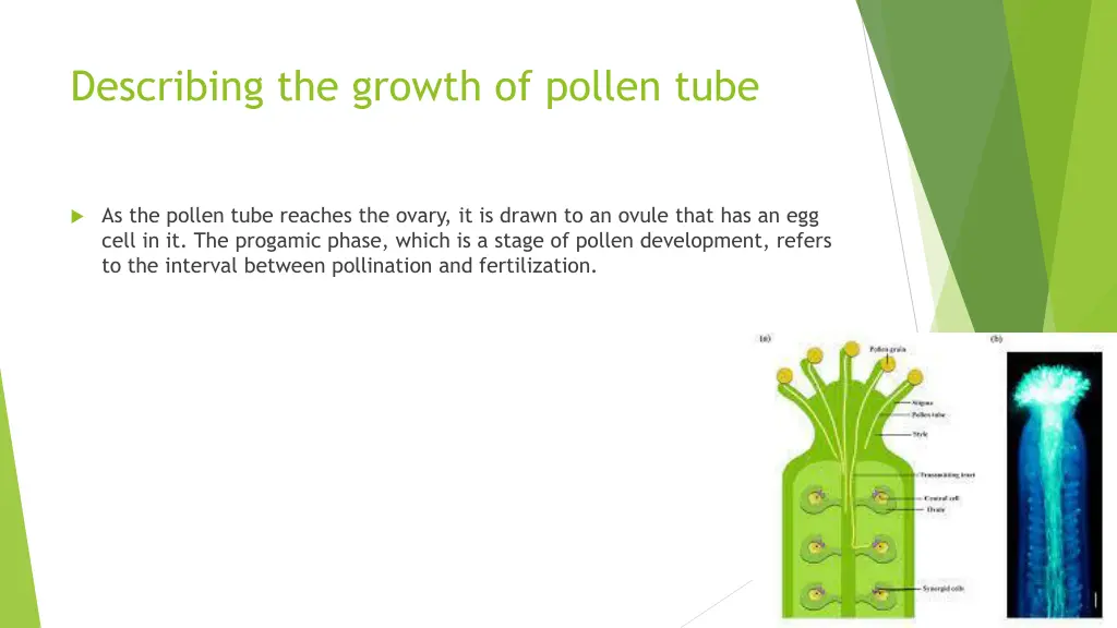 describing the growth of pollen tube