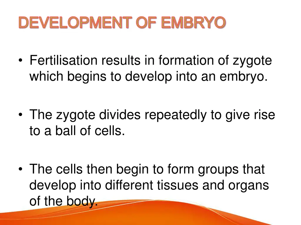 development of embryo