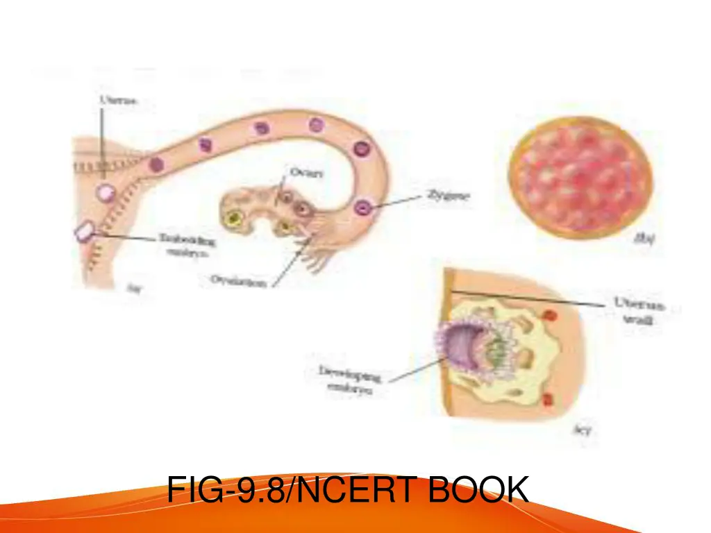 fig 9 8 ncert book