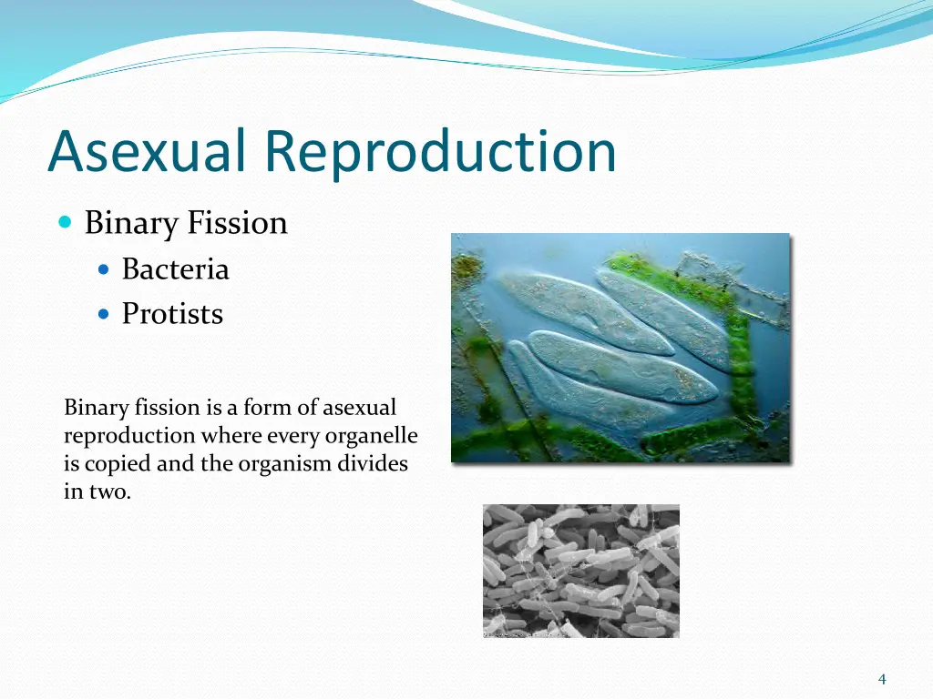 asexual reproduction 1