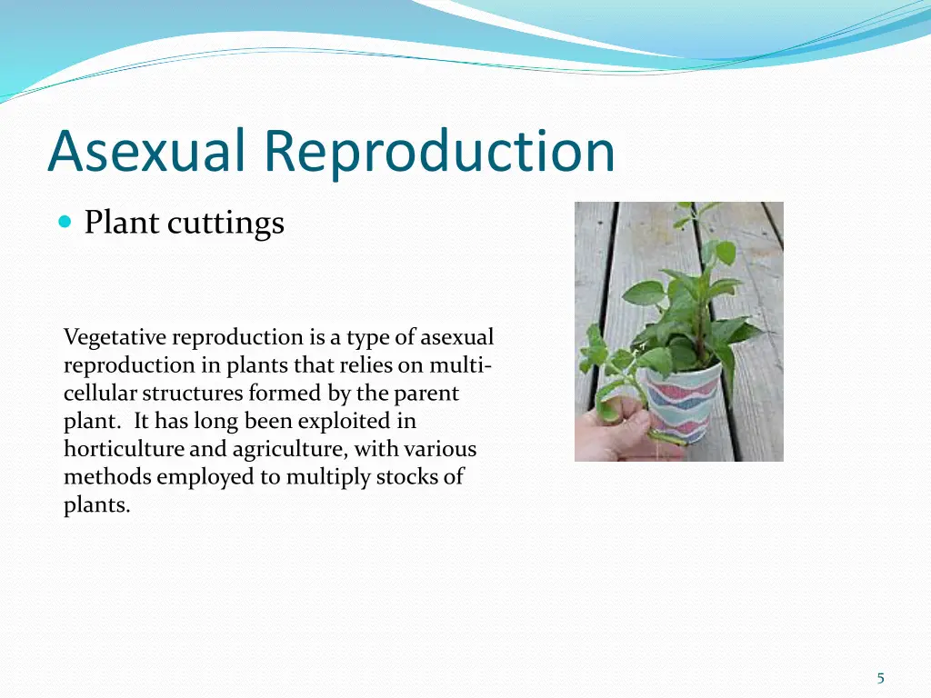 asexual reproduction 2