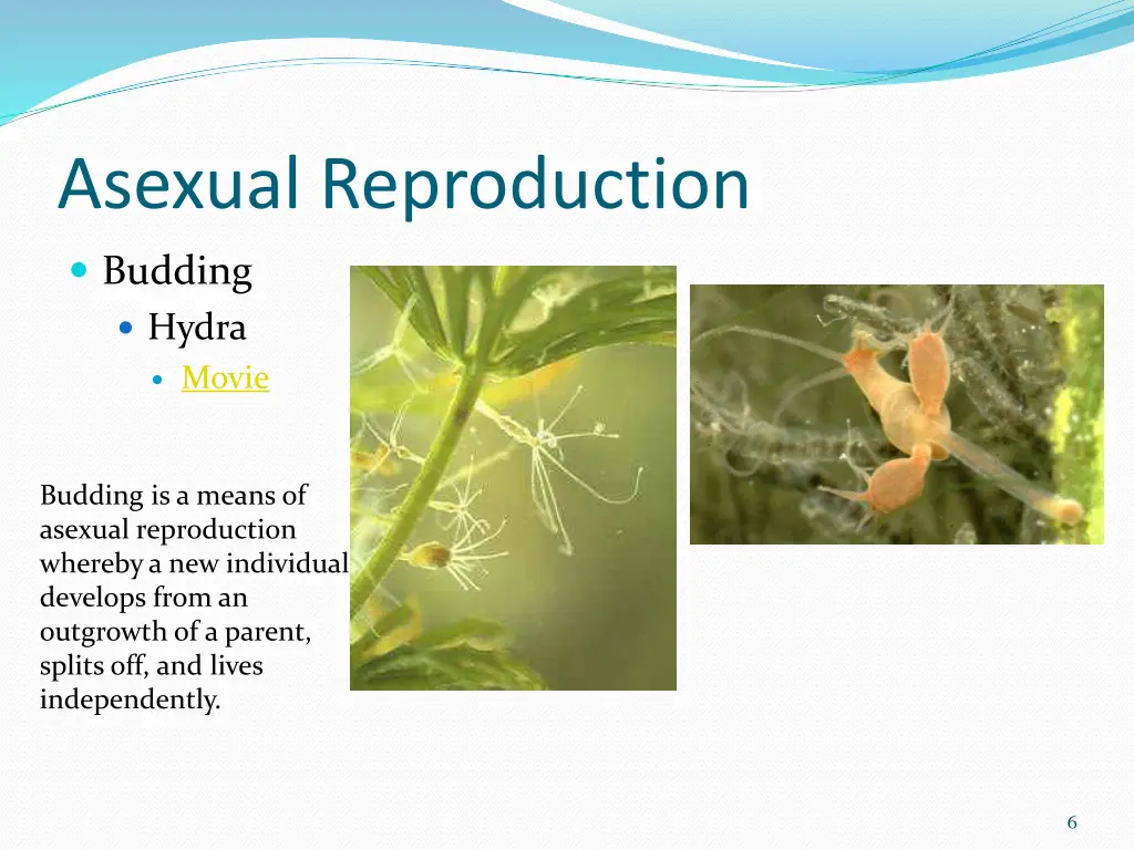 asexual reproduction 3