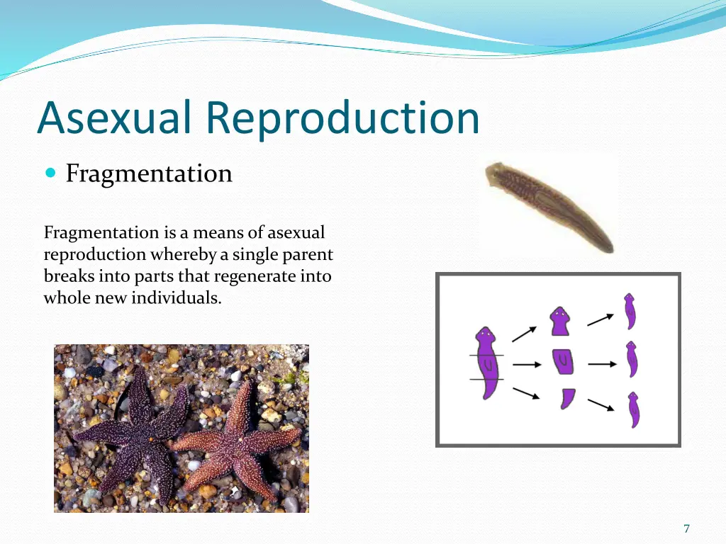 asexual reproduction 4