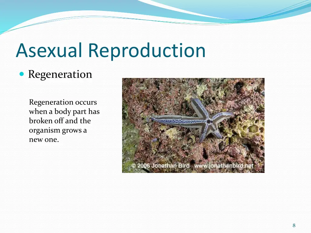 asexual reproduction 5