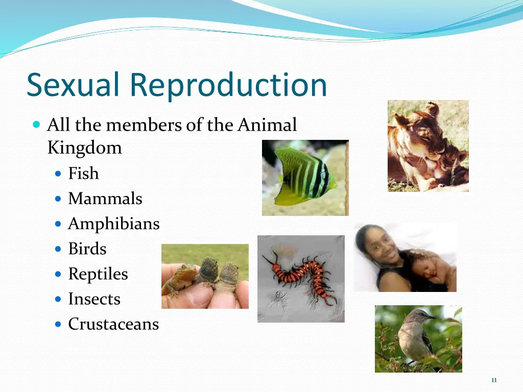 sexual reproduction 1